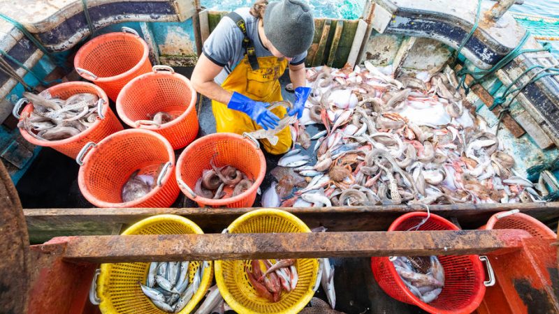 Top 10 dei paesi con il maggiore consumo di pesce al mondo