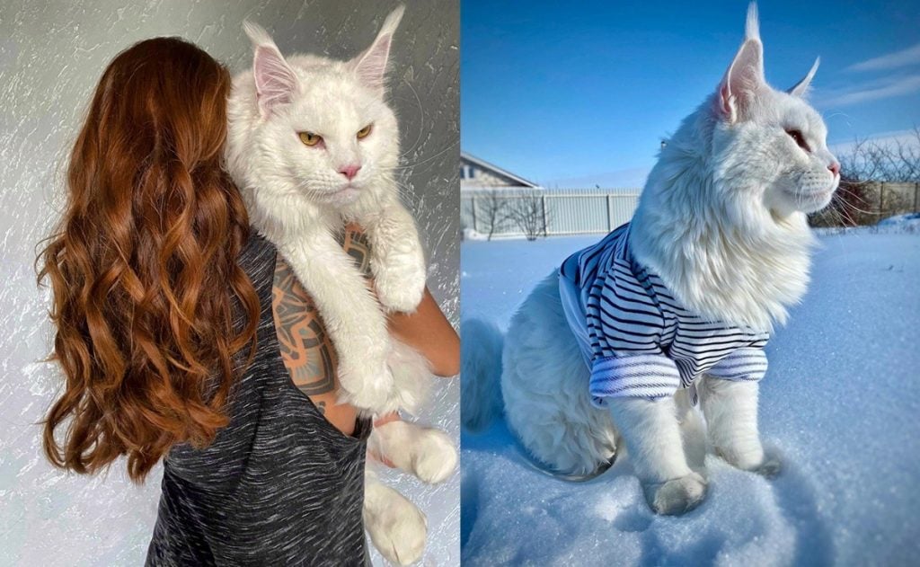 Meet Kefir, The Biggest Maine Coon in the World
