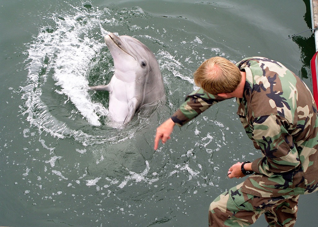 ≡ Rússia treina golfinhos no Mar Negro para proteger base naval ➤ Mind Berries