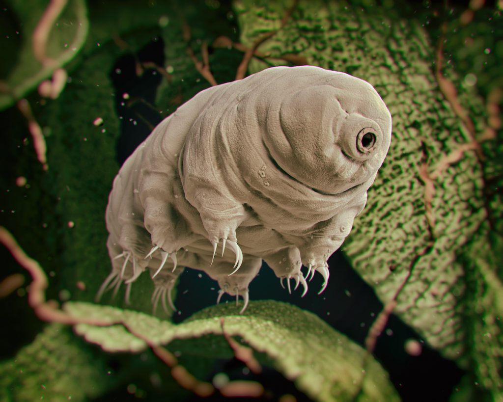 Top 13 Reasons Tardigrades Are Super Animals