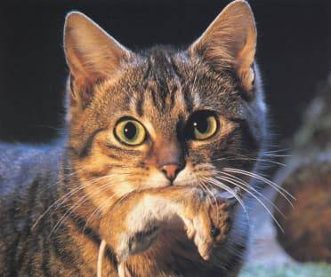 Gatti: cosa vogliono dirci col loro comportamento bizzarro?