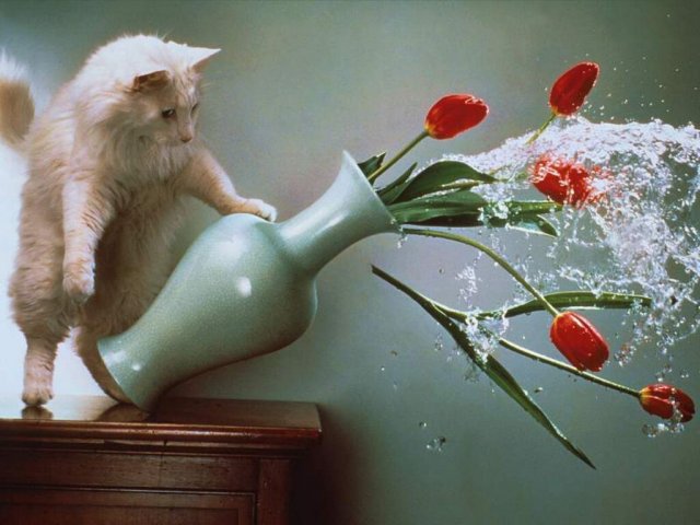 Gatti: cosa vogliono dirci col loro comportamento bizzarro?