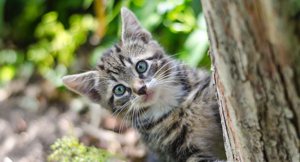 Gatti: cosa vogliono dirci col loro comportamento bizzarro?