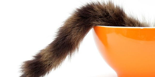 Gatti: cosa vogliono dirci col loro comportamento bizzarro?