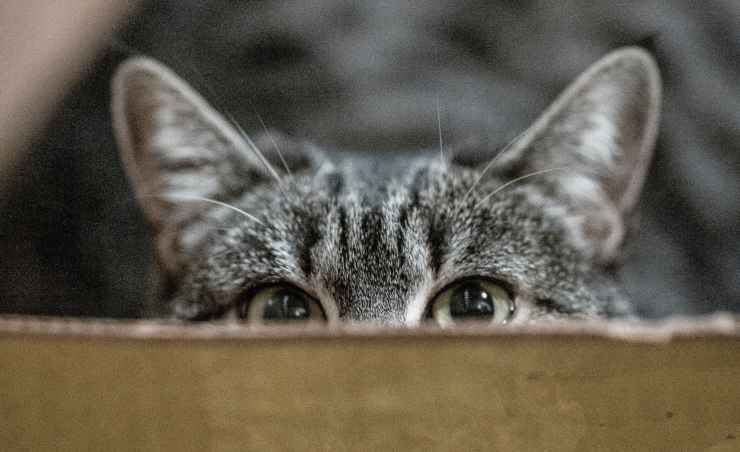 Gatti: cosa vogliono dirci col loro comportamento bizzarro?