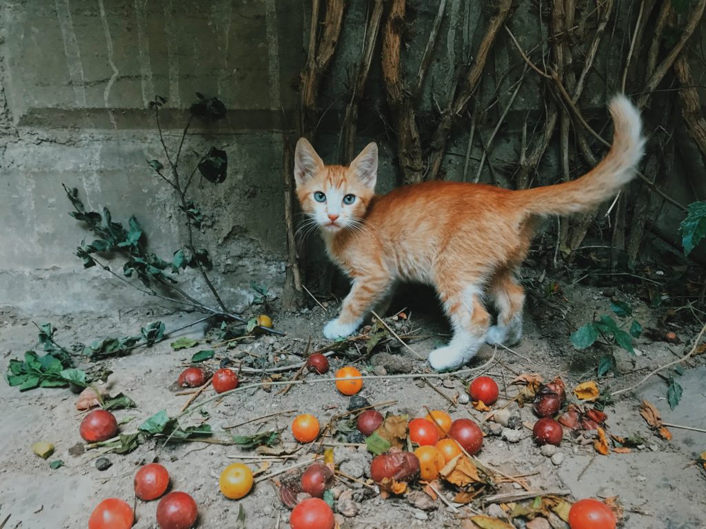 Gatti: cosa vogliono dirci col loro comportamento bizzarro?