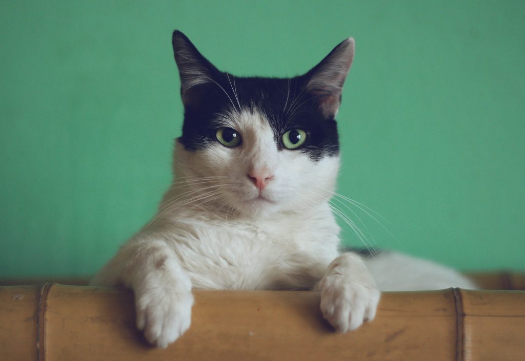 Gatti: cosa vogliono dirci col loro comportamento bizzarro?