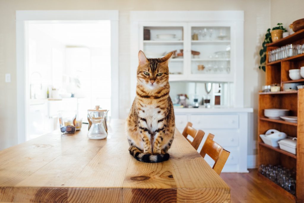 Gatti: cosa vogliono dirci col loro comportamento bizzarro?