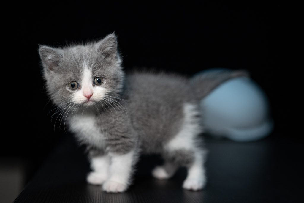 Gatti: cosa vogliono dirci col loro comportamento bizzarro?
