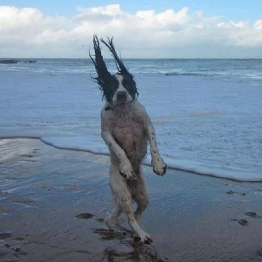 Les photos les plus drôles que vous ayez vues… à la plage !