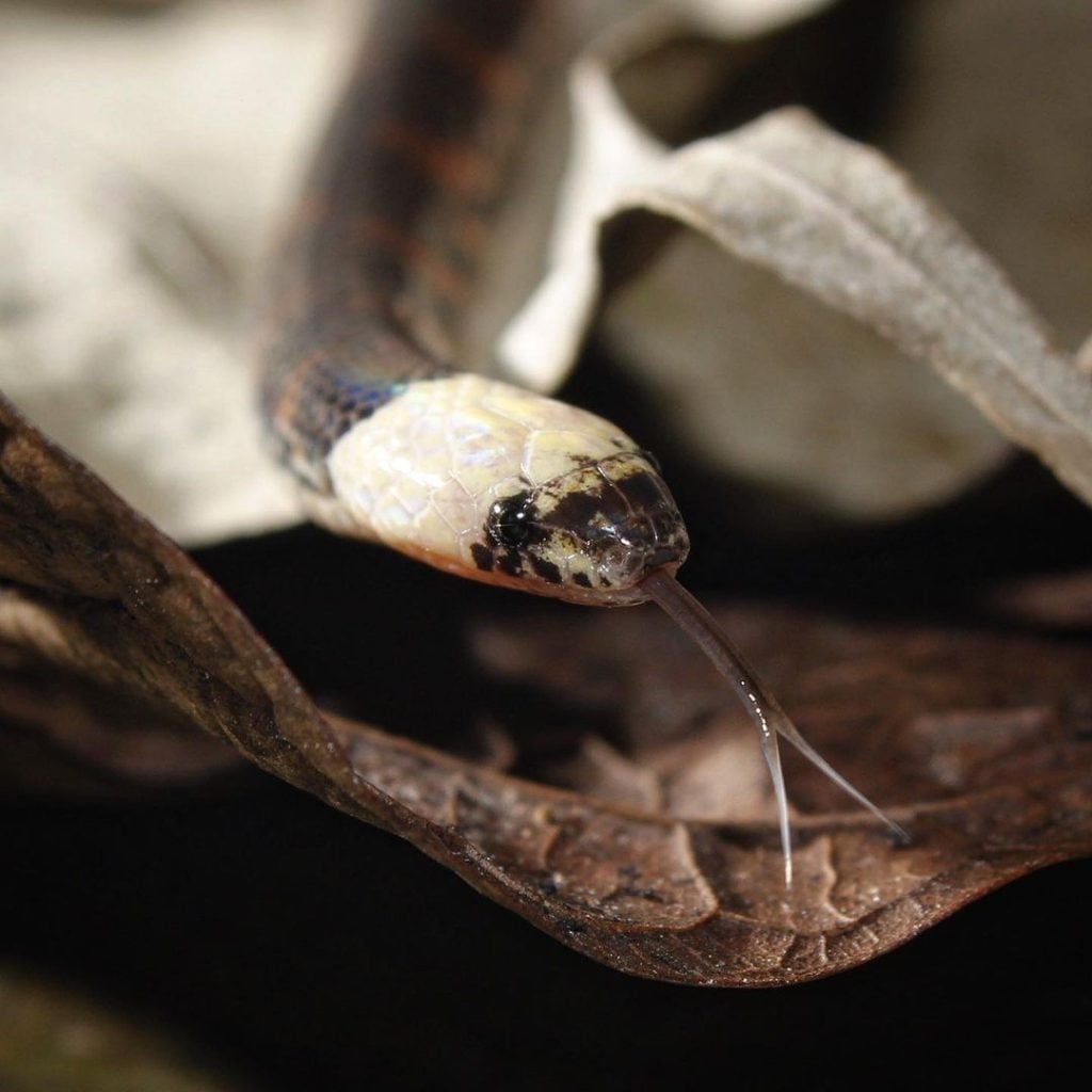 Cobra que “fala”? Cientistas registram pela 1ª vez som emitido por serpente na América Latina