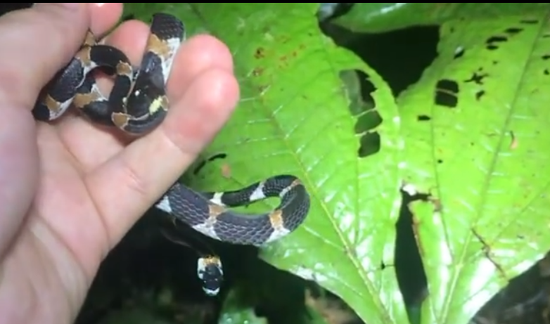 Cobra que “fala”? Cientistas registram pela 1ª vez som emitido por serpente na América Latina