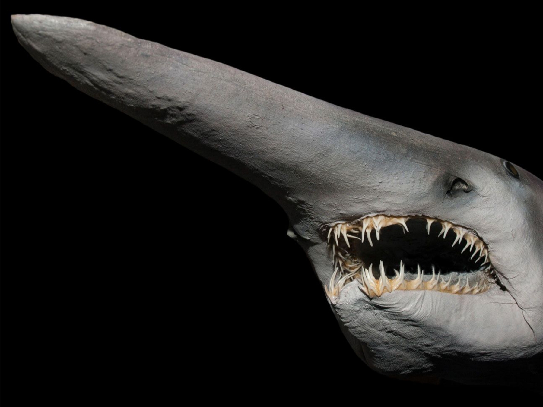 водяной медведь тихоходка. болотник славянская мифология. микроорганизм тихоходка. древняя змея титанобоа. леший кикимора водяной.