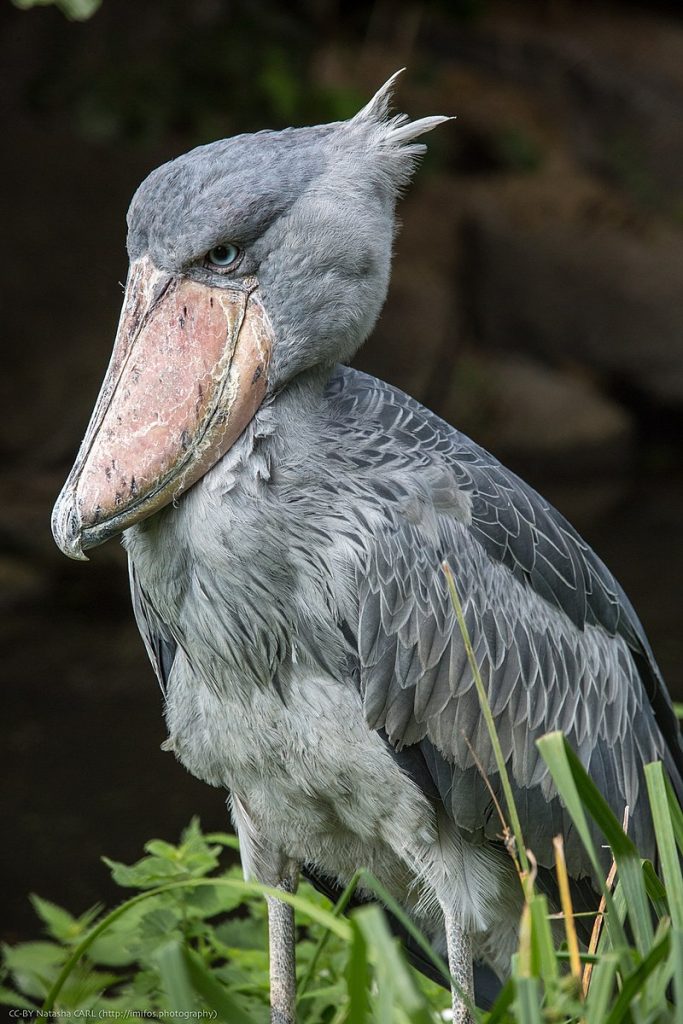 Mide como un ser humano, se alimenta cocodrilos y elimina a sus hermanos: el temido Picozapato Real
