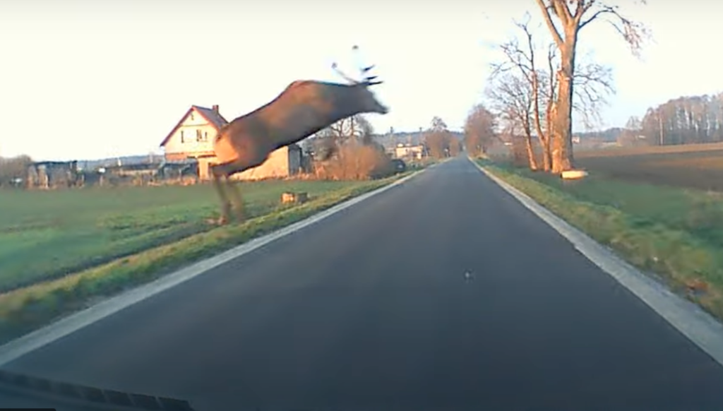 Uwaga, jelenie na drodze! Nagranie z kamery