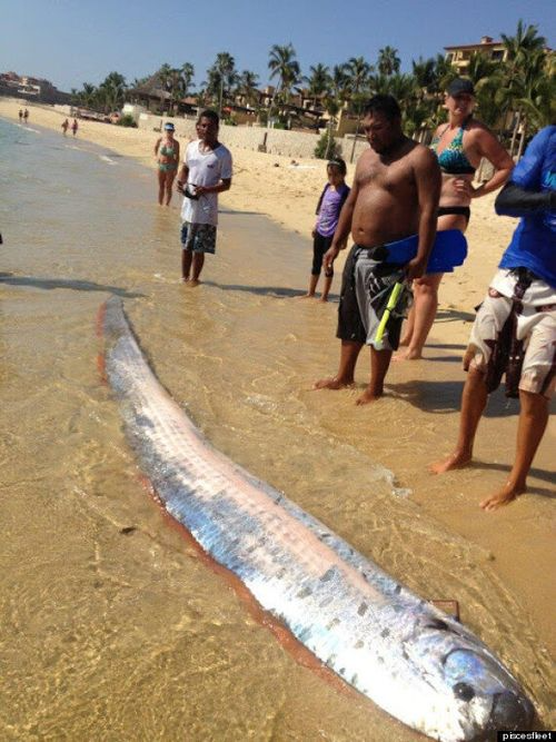 Um raro peixe-remo, conhecido por ser sinal de perigo, apareceu numa praia do Vietnã recentemente