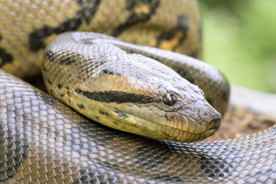 Cum ar fi sa fii atacat de o anaconda? Ce faci in acea situatie?