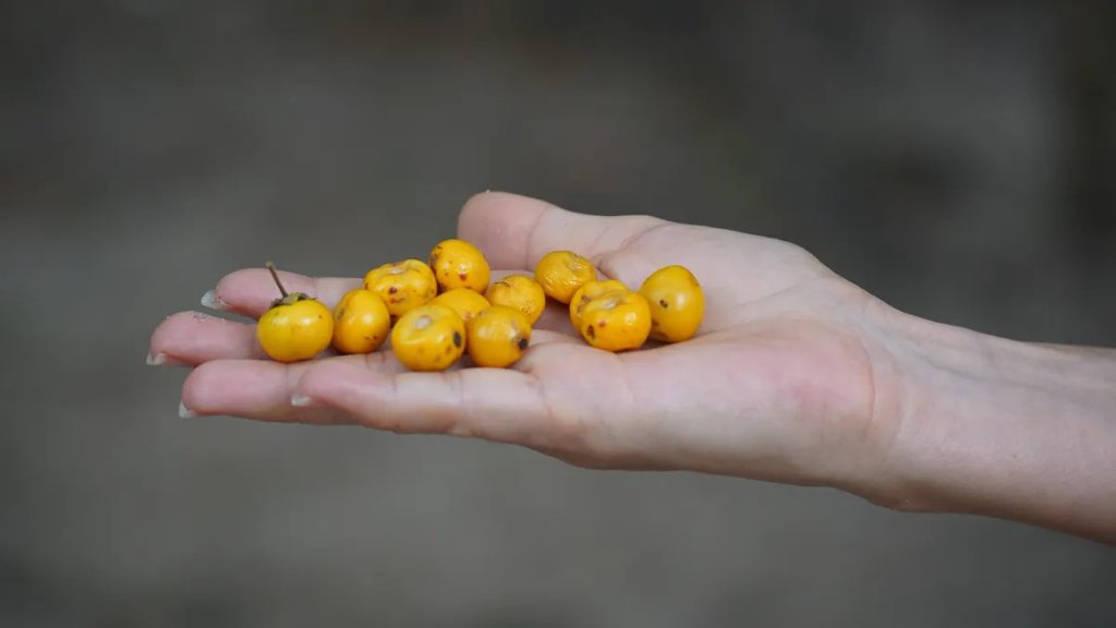 Conoce los beneficios de la “fruta de oro”, una aliada antienvejecimiento