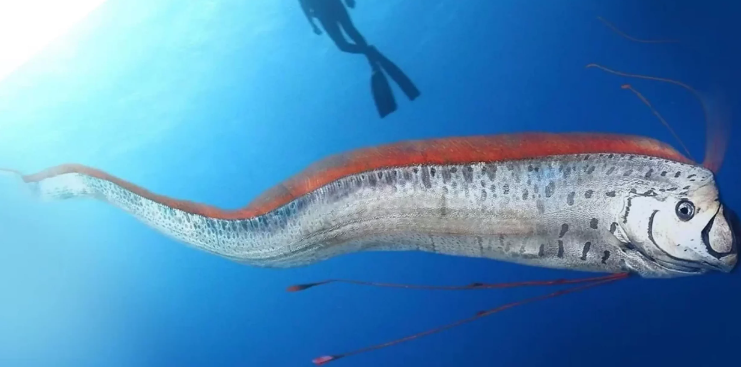 Conheça o ‘peixe do fim do mundo’ visto recentemente nos EUA