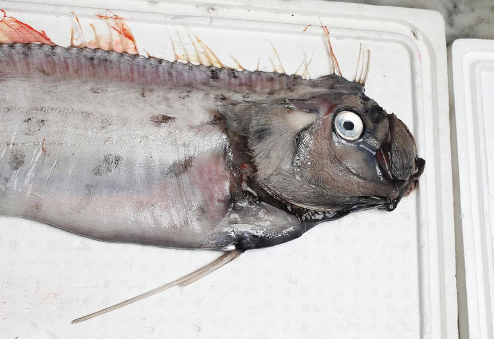 Conheça o ‘peixe do fim do mundo’ visto recentemente nos EUA