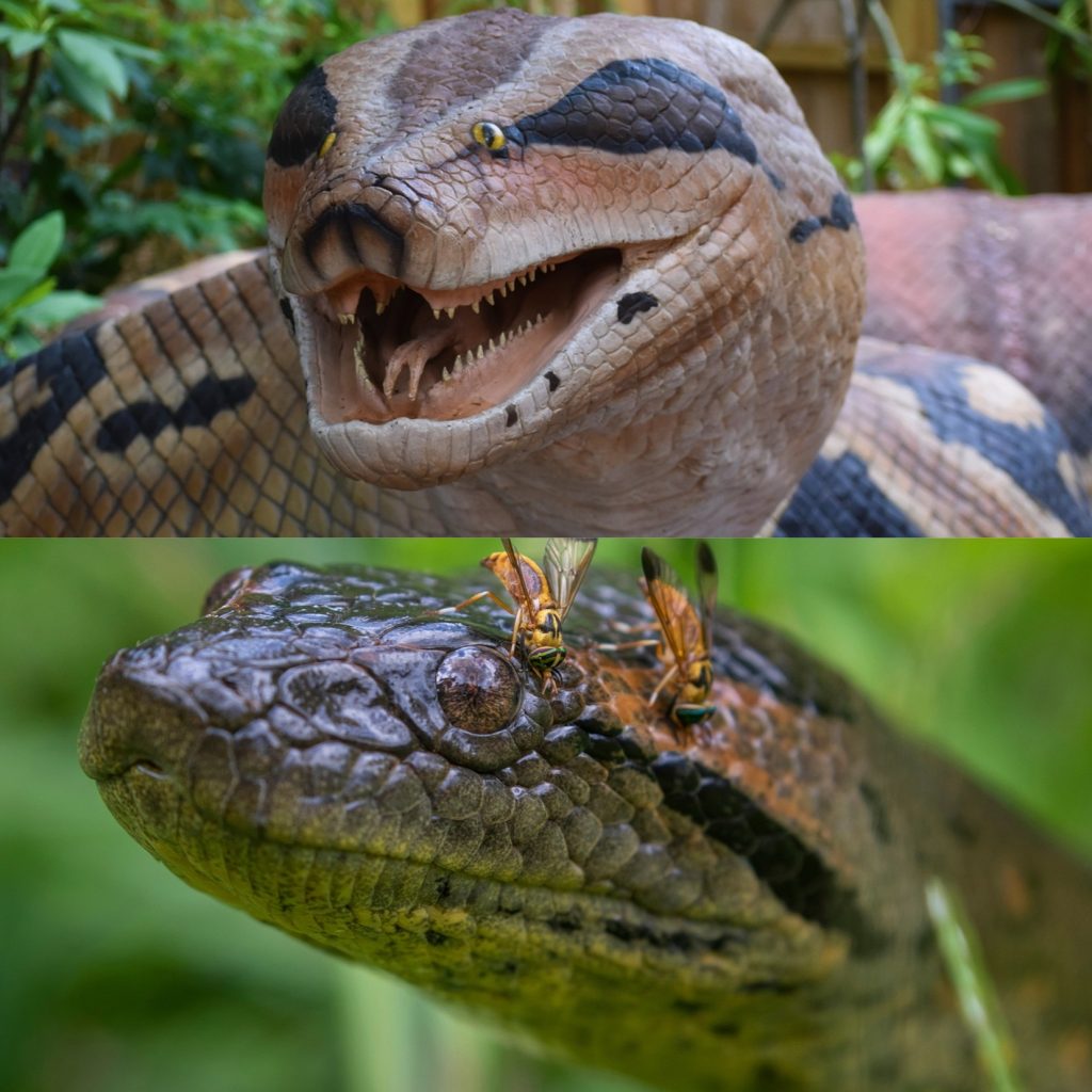 Titanoboa VS Anaconda: Siapa yang Terbesar dan Terkuat?
