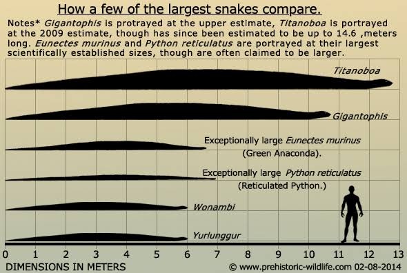 Qual cobra é a maior: Titanoboa ou Anaconda?