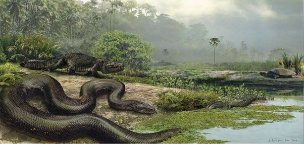 Anaconda e titanoboa: qual è il serpente più lungo mai esistito? 