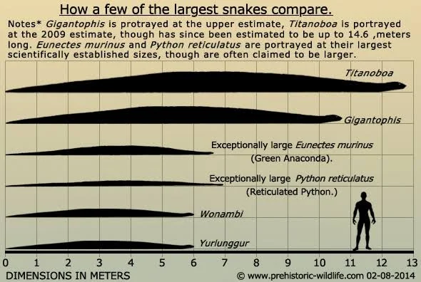 Quel est le plus grand serpent : le titanoboa ou l’anaconda ?