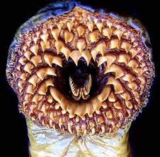 8 spaventose creature marine che vivono negli abissi 