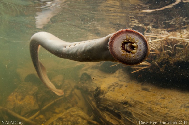 Criaturas marítimas assustadoras que realmente existem