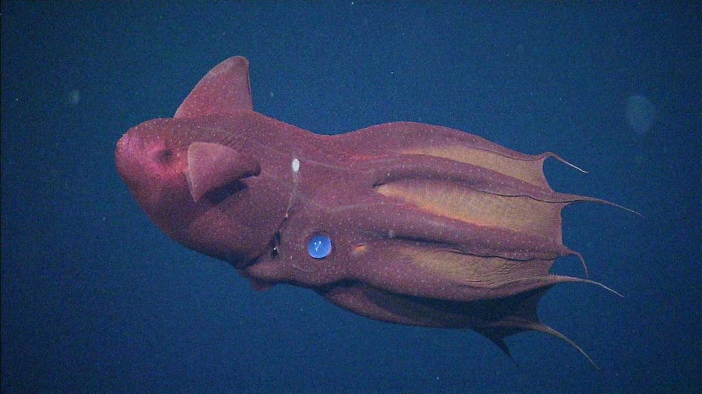 Huit créatures marines effrayantes mais fascinantes