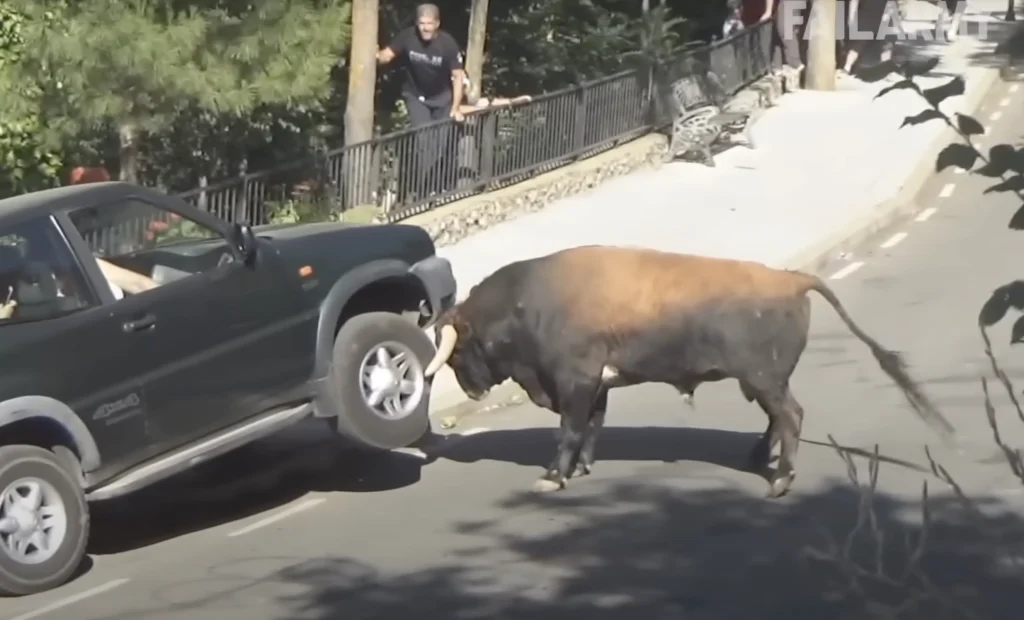 Pria Ini Nyaris Diterkam Hiu! Ada Yang Diseruduk Banteng Juga!