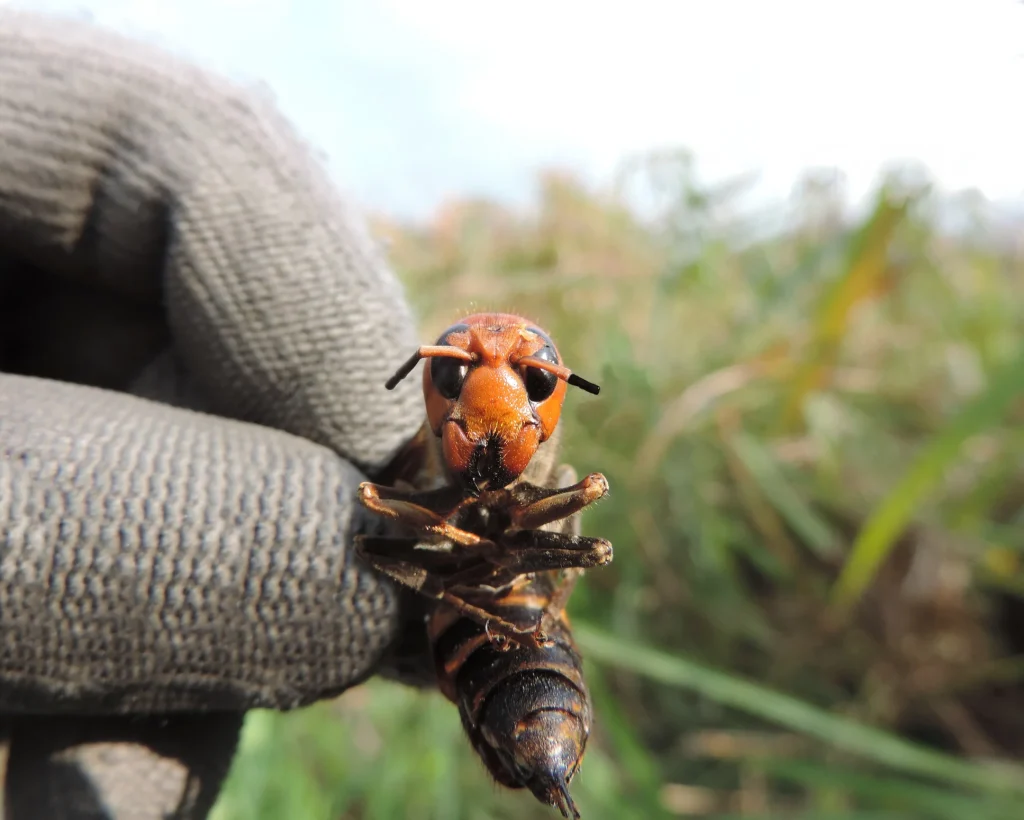 8 inquitanti ed enrormi invertebrati che non vorresti mai incontrare