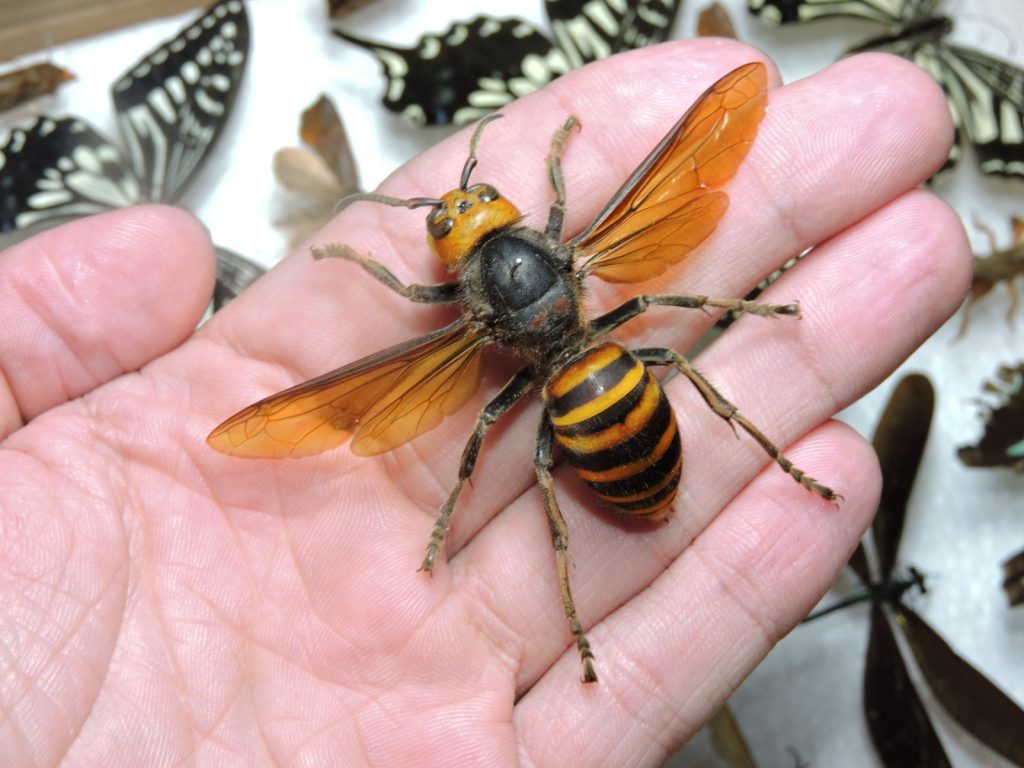 8 invertebrados assustadoramente gigantes que parecem saídos de um pesadelo