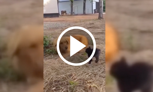¿De mal humor? Estos 5 videos de animales te alegrarán el día