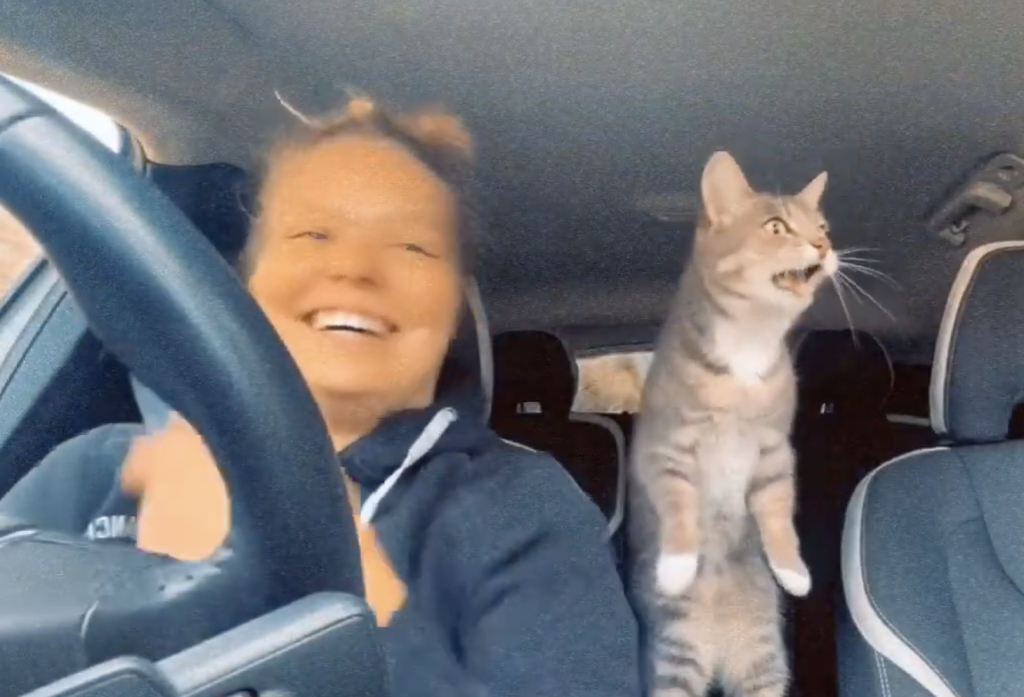 ¿De mal humor? Estos 5 videos de animales te alegrarán el día