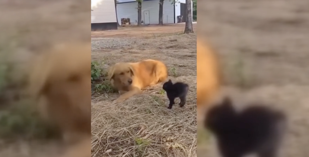 ¿De mal humor? Estos 5 videos de animales te alegrarán el día