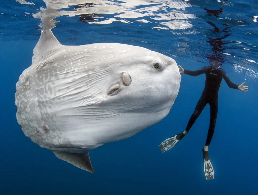 7 Creatures So Huge They Make Humans Look Like Toys